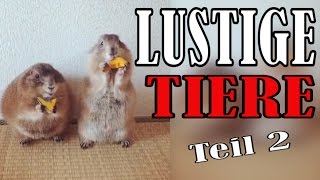 Süße und Lustige Tiervideos  ✪ Stern DuTube  Teil 2 [upl. by Aig508]