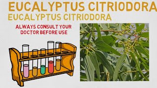 Essential Oil Breakdown Eucalyptus Citriodora Oil Benefits Uses and History Aromatherapy [upl. by Raknahs]