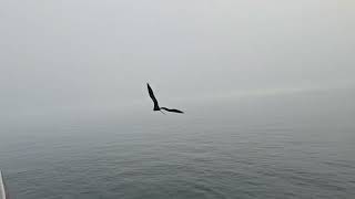 Frigate swooping by our room Floreana Island Galapagos [upl. by Atenahs]