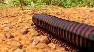 Millipede [upl. by Davis]