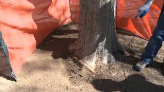 Integrity Tree Scottsdale  Girdling Roots in Declining Elm Tree [upl. by Orferd]