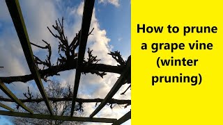 How to prune a grape vine winter pruning  UK Allotment Zone 8 [upl. by Marler]