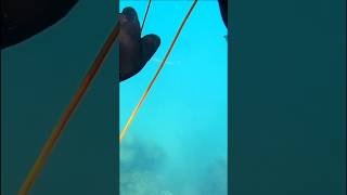 These fish fight so hard spearfishing [upl. by Bacchus92]