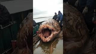 Fishermen Stopped Cold – They Caught a Mysterious Sea Giant [upl. by Lietman674]