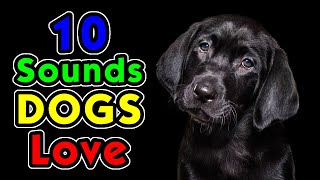 10 Sounds Dogs Love To Hear the Most [upl. by Yeleen413]