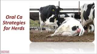 Cows and their calcium March 2014 Hoards Dairyman webinar [upl. by Eeznyl]