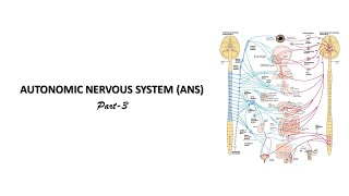 Parasympathetic nervous system Prof Dr Md Ashfaqur Rahman [upl. by Akeimat393]