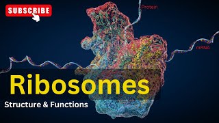 Ribosomes Structure amp Function  Cell Biology  Biology [upl. by Thorne16]