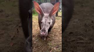 You may have never seen this animal before aardvark cute awful aardvark f111 aardvark [upl. by Charis]