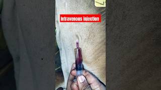 Intravenous injection  IV injection  cattle Intravenous injection  intravenous cattle shorts [upl. by Ahsiatal]