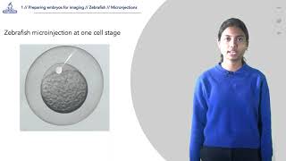 14 Microinjection in onecell stage zebrafish embryos [upl. by Latsyrhk]