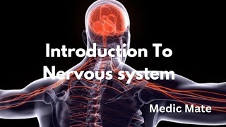 Nervous system  Brain  Spinal Cord  Central and Peripheral Nervous system  In Hindi [upl. by Luemas]