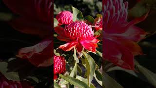 Australian Waratahs [upl. by Frasier]