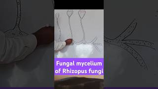 Fungal mycelium of Rhizopus biologydiagram learningvideos [upl. by Akinhoj526]