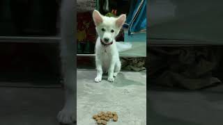 He’s just so cute 🥰 indianspitz doglover trending youtubeshorts [upl. by Notyrb201]