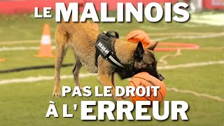 Le MALINOIS un chien qui ne laisse pas le droit à lerreur [upl. by Ainos46]