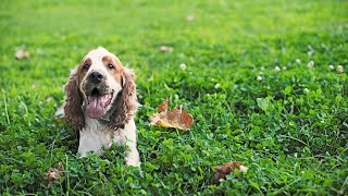 Training Your Cocker Spaniel Essential Tips for Beginners [upl. by Nirb503]