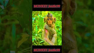 TOP SCENE MONKEY OF RESCUE A BRIAR MONKE MONKEY Jenifer99 [upl. by Mcwilliams877]