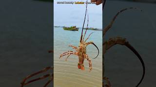 Lobster Rescue The Incredible Journey of a Saved Lobster 🦞saveing fishing [upl. by Odrude645]