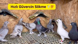 TAKLACI GÜVERCİN SÖKÜLME AŞAMALARI  GRUPLARA AYIRMA  Oyunkuşu Uçum [upl. by Delcina98]