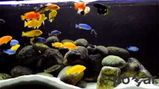 Malawi Cichlids  feeding frenzy [upl. by Caton13]