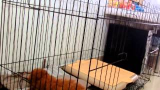 Amber Toy Poodle  First Day Crate Introduction [upl. by Malarkey]