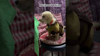 Golden retriever barkingshorts video [upl. by Attalanta732]