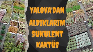 YALOVADA ALDIĞIM SUKULENT VE KAKTÜSLER [upl. by Natka]