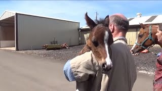 Vets Expecting This Horse To Give Birth To A Normal Baby Witness Something Crazy Instead [upl. by Nikolai]