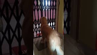 Dumbo ka didi ke liye pyar dekho shorts goldenretriever puppy dogs shortsviral doglover [upl. by Toile856]