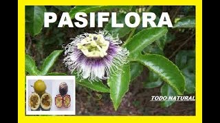 PASIFLORA beneficios y contraindicaciones de la pasiflora [upl. by Elleinaj]