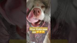 Aag maze se chips khauga dog video doglover 🤪😜shorts funny MohitDop9dd puchchi vlogs [upl. by Eisiam]