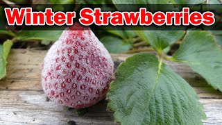 Winterizing Strawberries  The Definitive Guide To Preparing Your Strawberry Plants For Winter [upl. by Tada647]