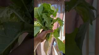 Radish harvesting in November viralvideo vivasayanilam vivasaayi tamilguru raddish harvesting [upl. by Han]