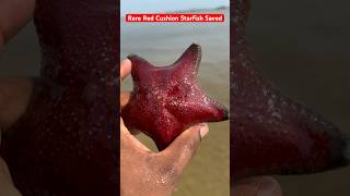 Rescue of Rare Red Cushion Sea Star Shorts starfish sea [upl. by Latea]