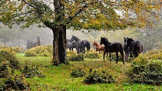 Nebrodi un parco nel cuore della storia [upl. by Ahseiym]