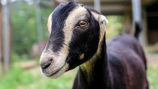 Lamancha Dairy Goats  High Production Docile Nature [upl. by Eicrad]