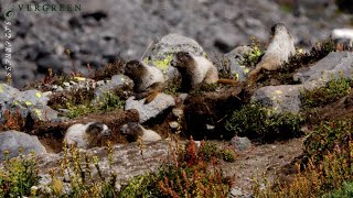 Hoary Marmot Den  Mount Rainier [upl. by Eatnohs]