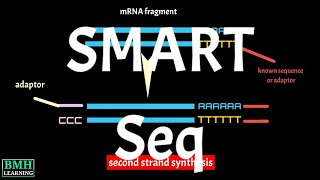 SMARTSeq  Template Switching  Switching Mechanism at 5 End of RNA Template [upl. by Kral]