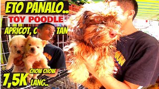 ANG MURA NG CHOW CHOW GSD POODLE MAY MIDNIGHT SALE ULI [upl. by Haggai]