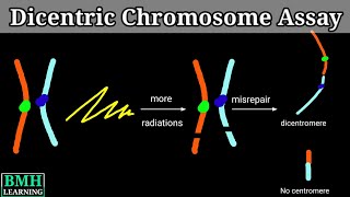 Dicentric Chromosome Assay  What Is Dicentric Chromosome  How Dicentric Chromosome Is Formed [upl. by Phira]