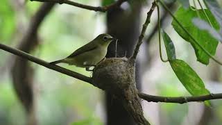 Nest material theft by bridled whiteeyes [upl. by Ambert474]