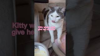 How cats overreact when they’re denied a snack shorts catvideos [upl. by Enneirdna]