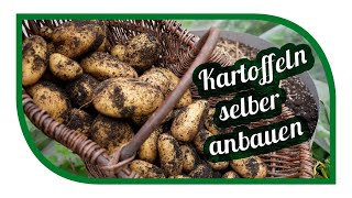 Eigene Kartoffeln anbauen  Sorten im Vergleich  auch ohne Garten möglich in der Tonne oder Kübel [upl. by Assilak123]