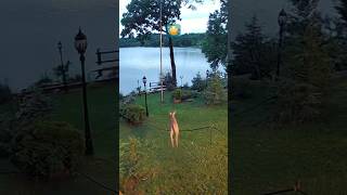 Speeding deer on LMC shorts animals deer lakelife [upl. by Indys]