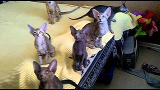 Oriental kittens in cattery Jubatus  litter Tmp4 [upl. by Childers]