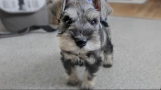 Cute Mini Schnauzer Puppy Comes Home  ChumpieTheDog [upl. by Sara-Ann]