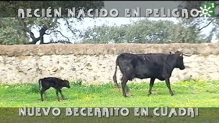 Toros de Cuadri becerro recién nacido en peligro  Toros desde Andalucía [upl. by Belldas]