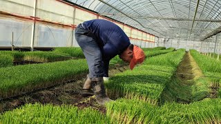 PROCESS on How Chives Grown in Green House Farm Garlic chivesChinese chives [upl. by Ayyn]