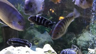 Review Demasoni Cichlid  Keeping Demasoni with other fish Review [upl. by Kcub72]